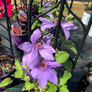 Clematis Boulevard® Parisienne™