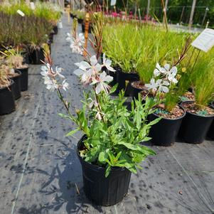 Gaura lindheimeri Whirling Butterflies