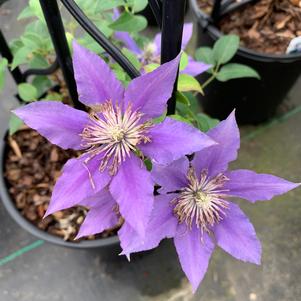 Clematis Bijou