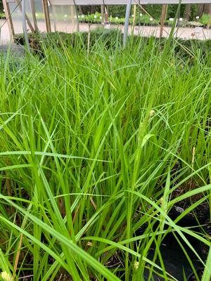 Carex comosa 