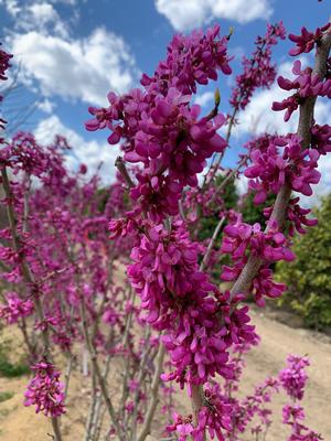 Cercis chinensis Avondale