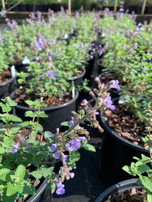 Nepeta faassenii 'Purrsian Blue' Catmint from Colesville Nursery