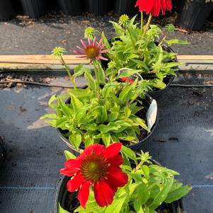 Echinacea x Sombrero Salsa Red