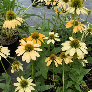 Echinacea x Mellow Yellow