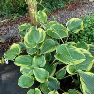 Hosta Earth Angel