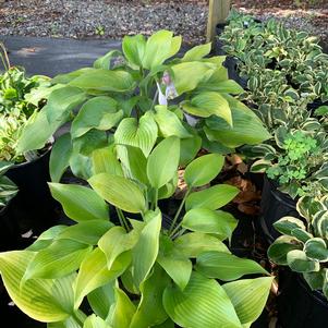 Hosta Sunny Halcyon