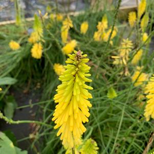 Kniphofia uvaria Glowstick